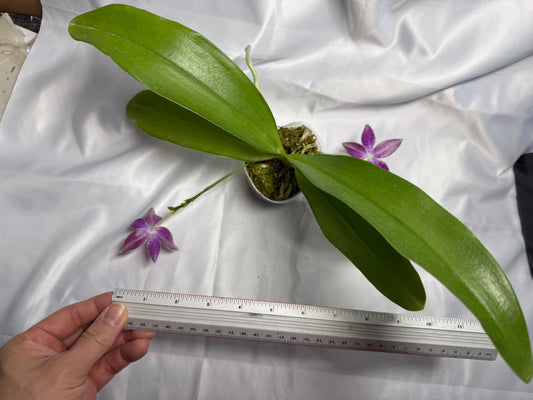Phalaenopsis lueddemanniana 230610 Flowering 3 spikes