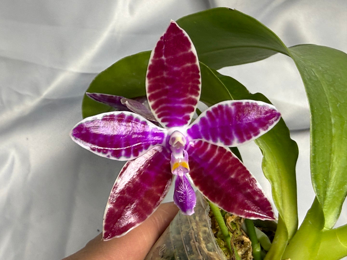 Phalaenopsis lueddemanniana 260311 Flowering 3 spikes