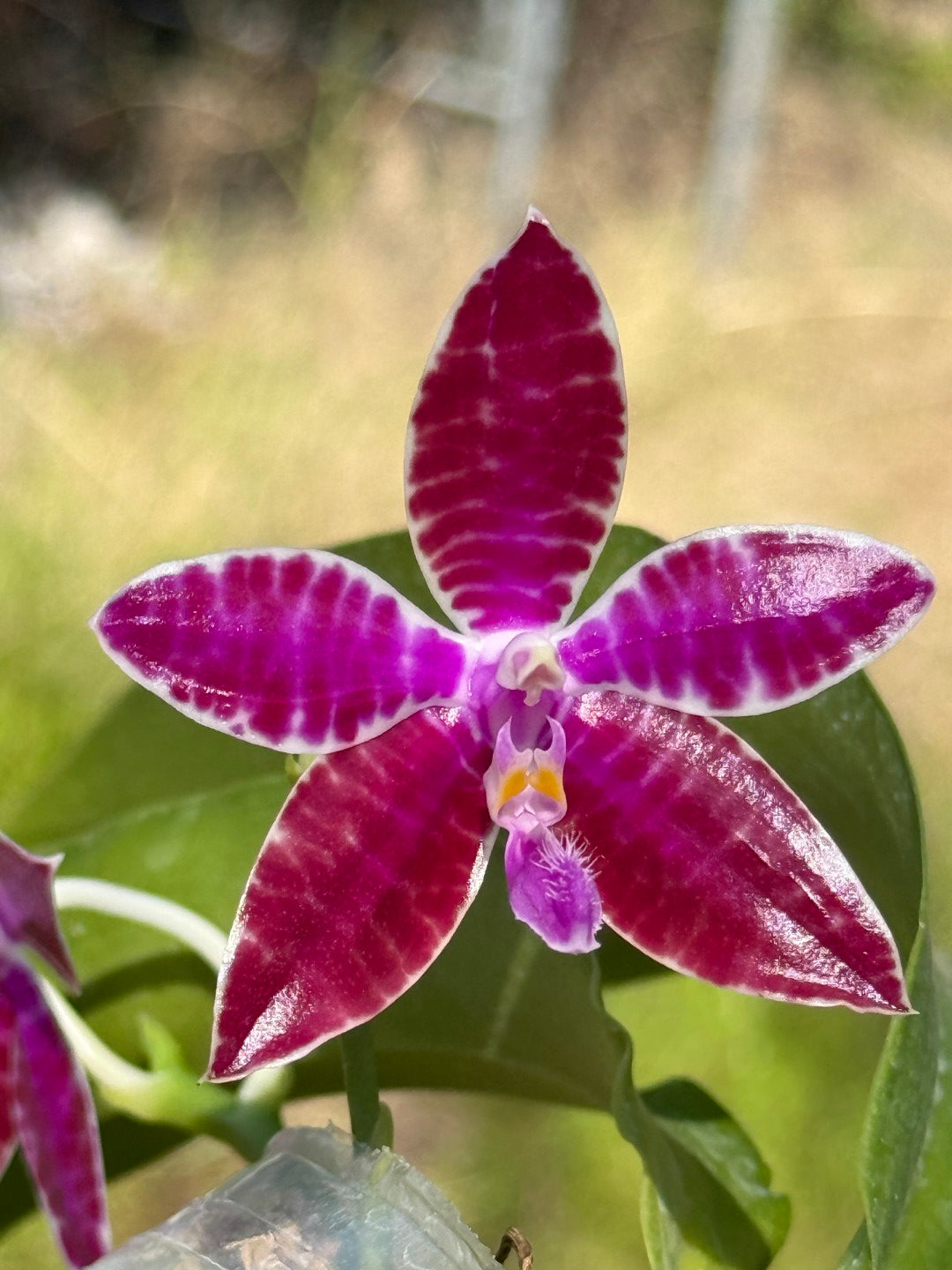 Phalaenopsis lueddemanniana 260311 Flowering 3 spikes