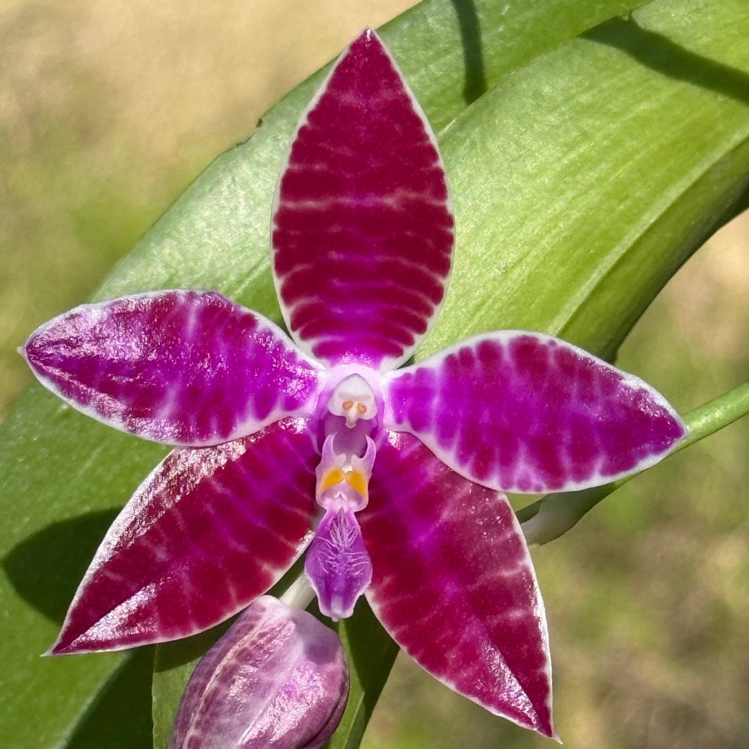 Phalaenopsis lueddemanniana 260311 Flowering 3 spikes