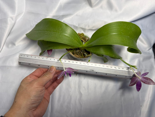 Phalaenopsis lueddemanniana 260311 Flowering 3 spikes