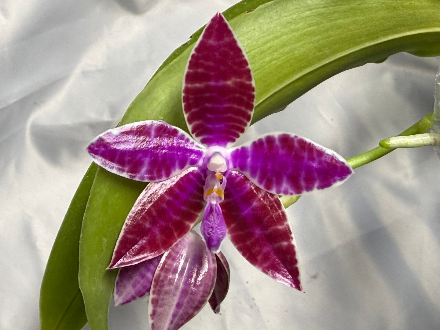 Phalaenopsis lueddemanniana 260311 Flowering 3 spikes
