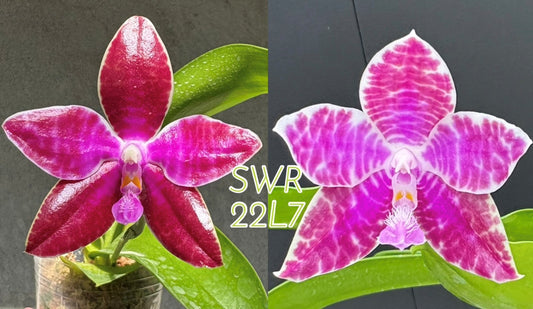 Phalaenopsis lueddemanniana (Auroa x Leyte) - Seed Grown