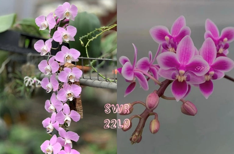 Phalaenopsis Hebe (sanderiana x equestris) - Seed Grown