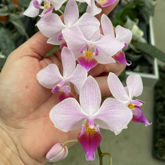 Phalaenopsis Hebe (sanderiana x equestris) - Seed Grown