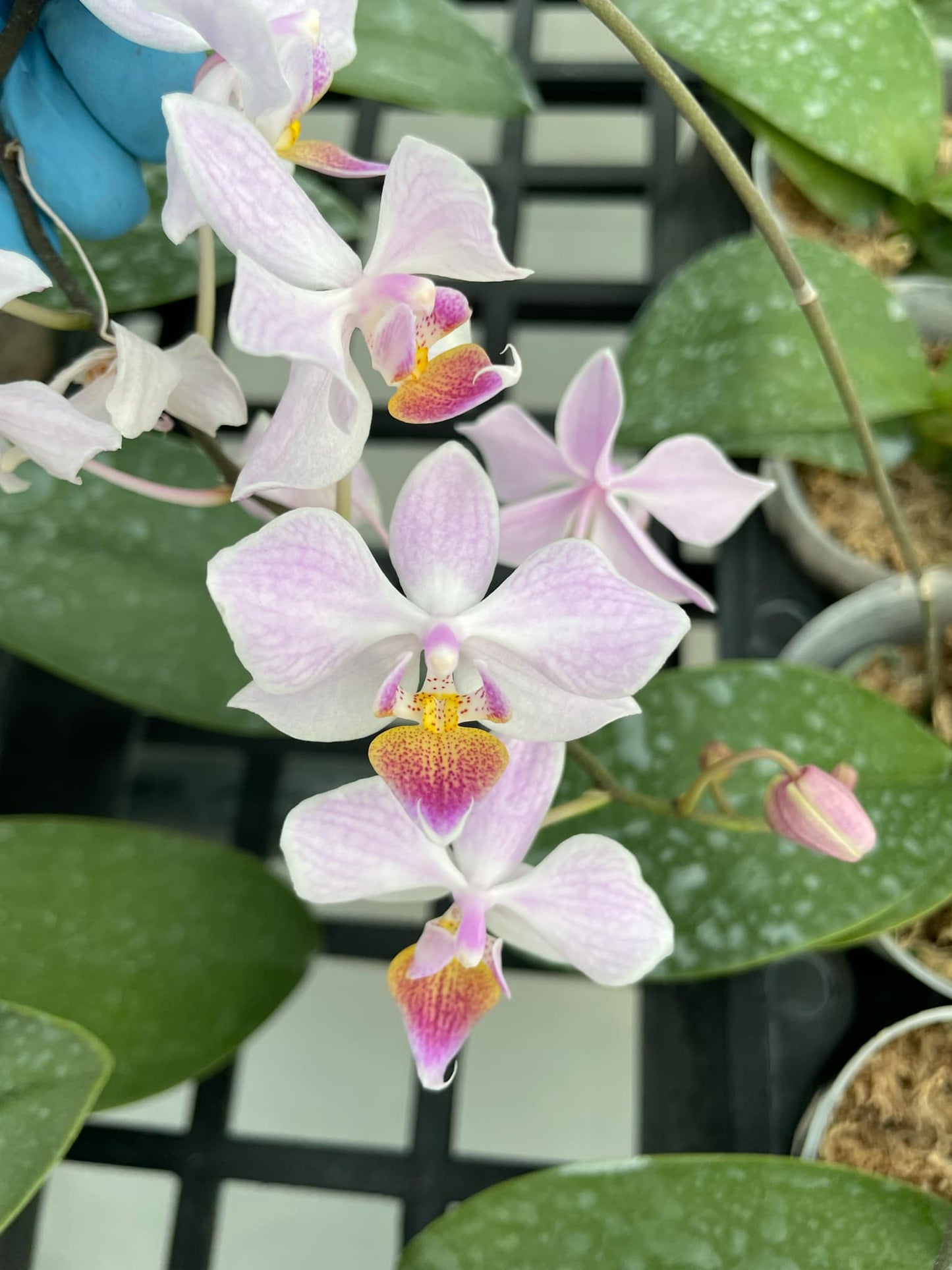 Phalaenopsis Hebe (sanderiana x equestris) - Seed Grown