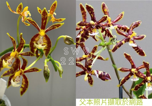 Phalaenopsis mannii (Normal type x Black) - Seed Grown