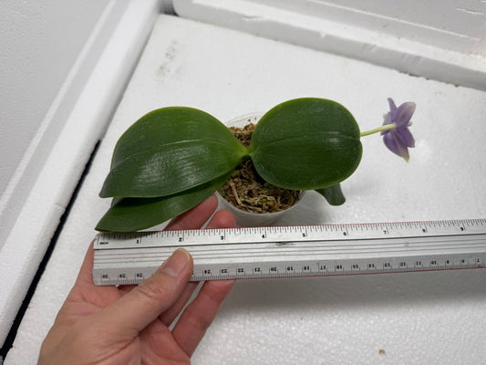 Phalaenopsisl (SWR GV x SWR Baby Gem) 250813 Flowering Seed Grown