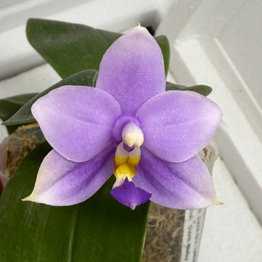 Phalaenopsisl (SWR GV x SWR Baby Gem) 250813 Flowering Seed Grown