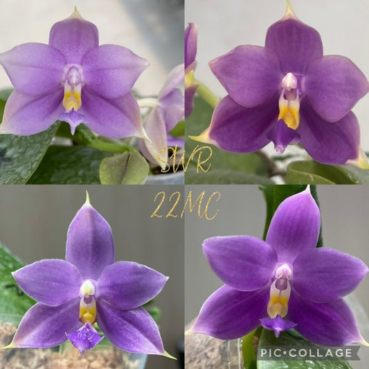 Phalaenopsisl (SWR GV x SWR Baby Gem) - Seed Grown
