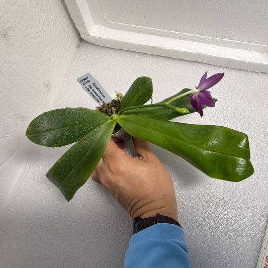 Phalaenopsis Germaine Vincent x Corning's Violet 250625 Flowering