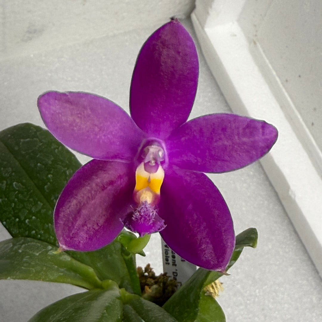 Phalaenopsis Germaine Vincent x Corning's Violet 250625 Flowering