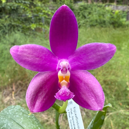 Phalaenopsis Germaine Vincent x Corning's Violet 250625 Flowering