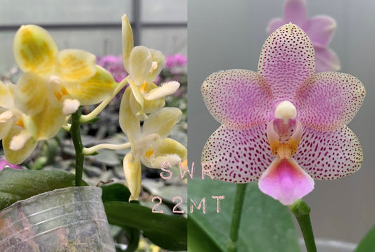 Phalaenopsis (javanica x Tzu Chiang Tetralitz) x (Germaine Vincent x Yaphon Perfume) - Seed Grown