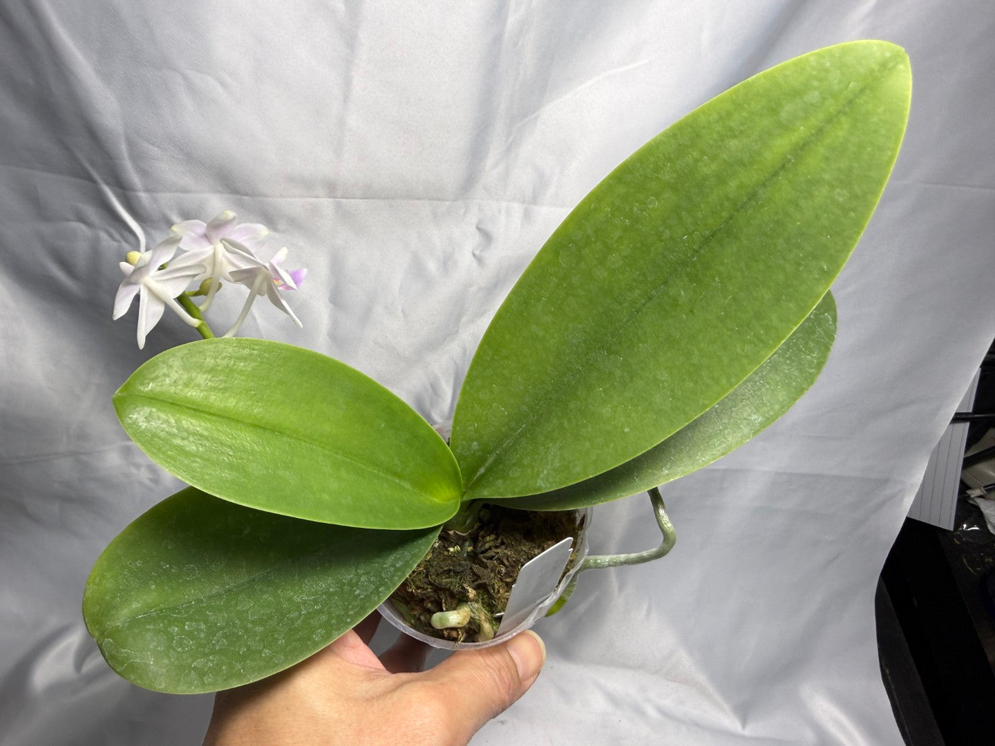 22EZ Phalaenopsis Su's Little Mermaid - Seed Grown 260830 Flowering