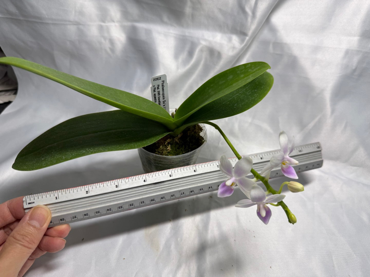 22EZ Phalaenopsis Su's Little Mermaid - Seed Grown 260830 Flowering