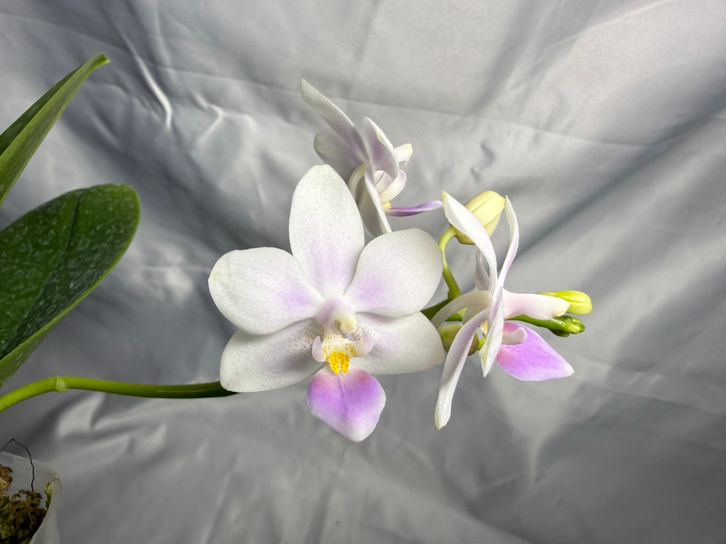 22EZ Phalaenopsis Su's Little Mermaid - Seed Grown 260830 Flowering