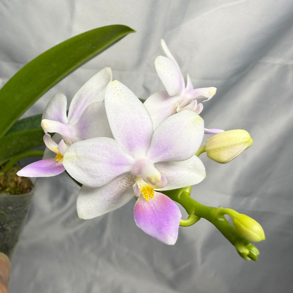 A potted Phalaenopsis orchid with pale lavender-white flowers and green leaves, photographed against a wrinkled light gray backdrop. A human finger is visible at the lower left holding the pot.
