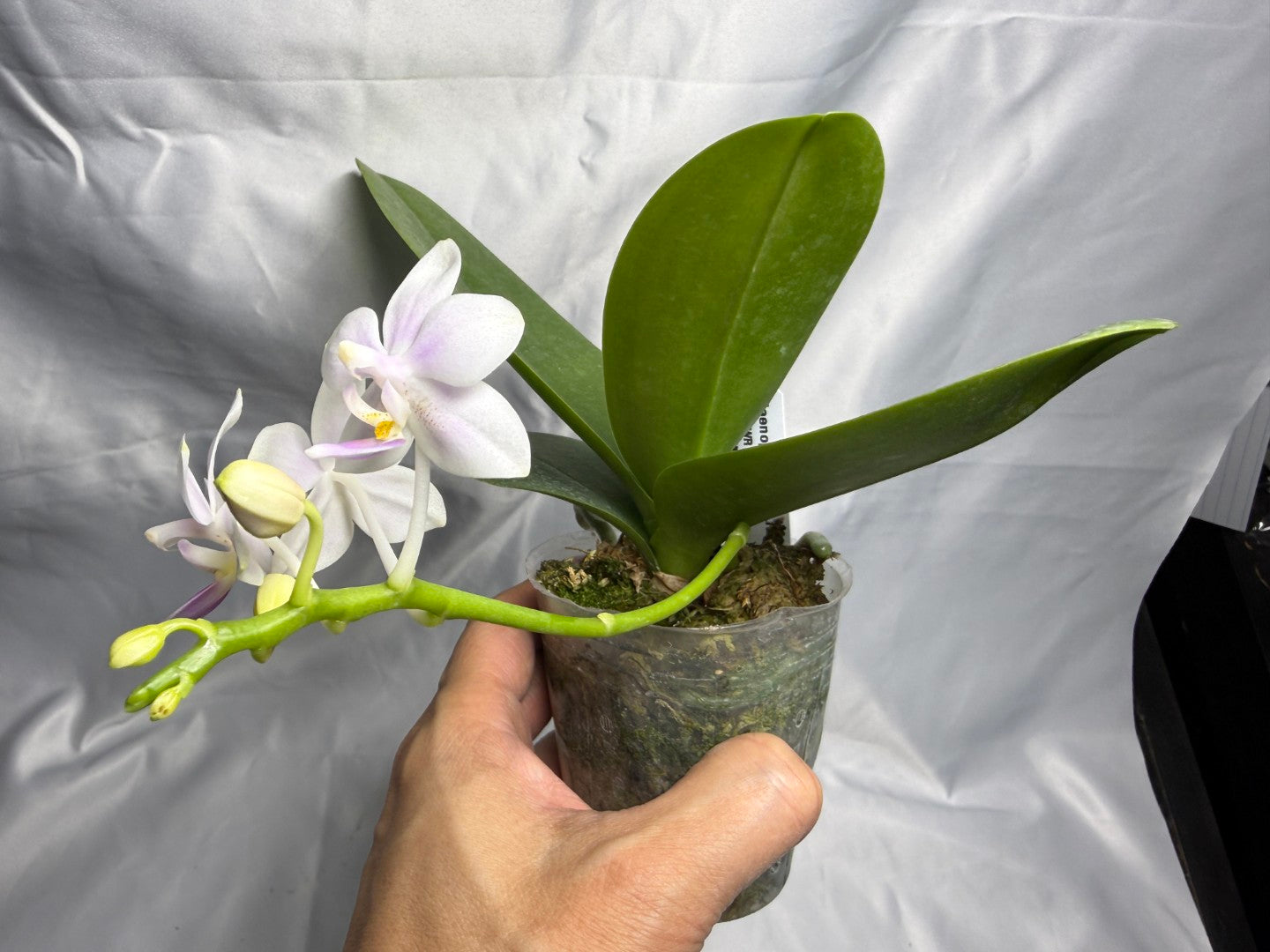 22EZ Phalaenopsis Su's Little Mermaid - Seed Grown 260830 Flowering