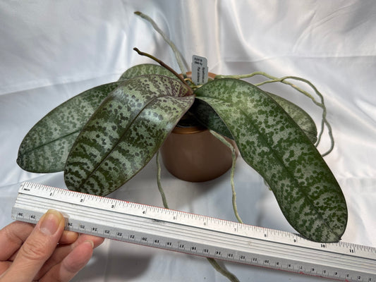 Phalaenopsis schilleriana 'Silver Leaf' x sib - 251207 Spiking Budding