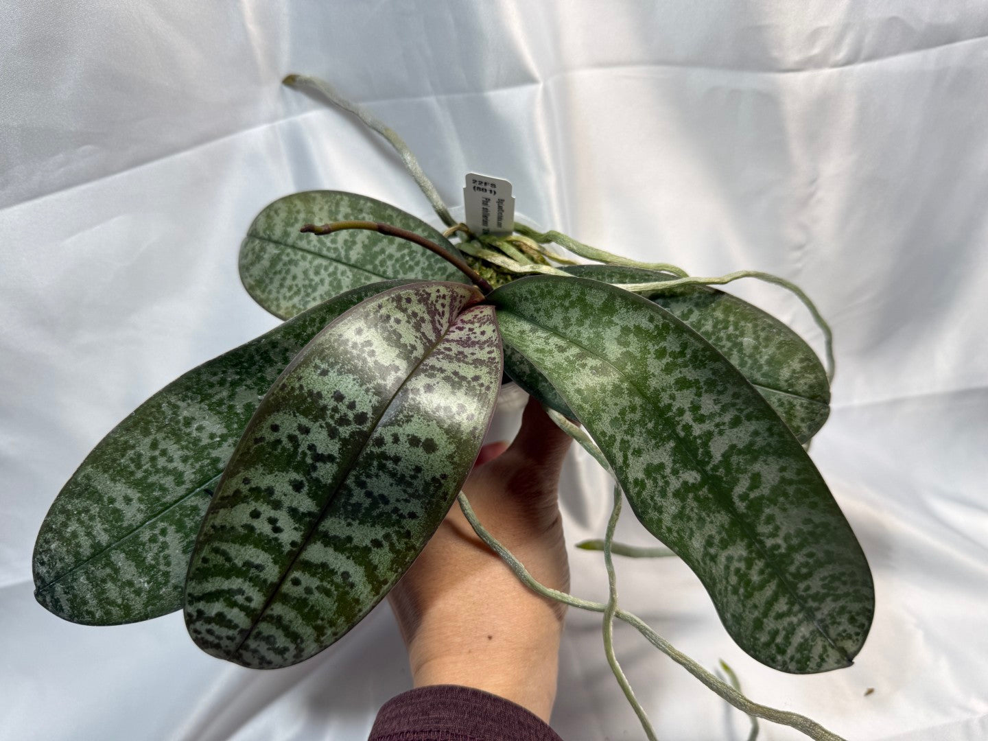 Phalaenopsis schilleriana 'Silver Leaf' x sib - 251207 Spiking Budding