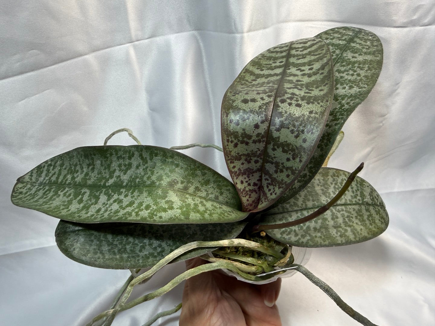 Phalaenopsis schilleriana 'Silver Leaf' x sib - 251207 Spiking Budding