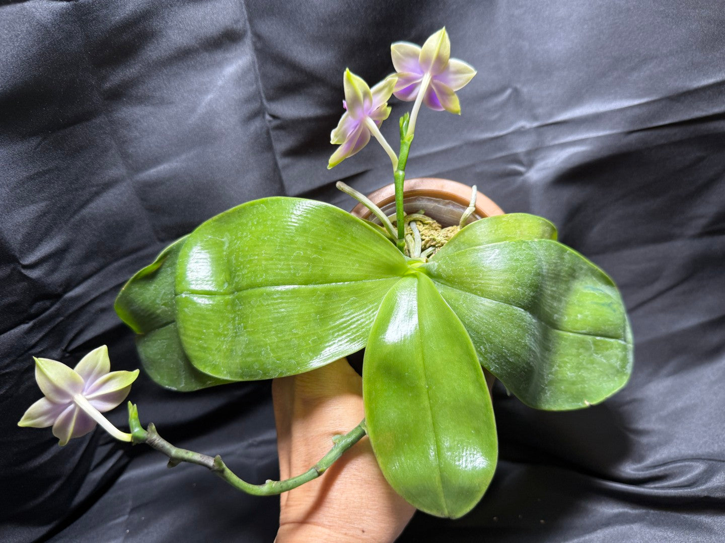 22FY Phalaenopsis SWR GV Bell x Sapphire's Galah 260703 Flowering