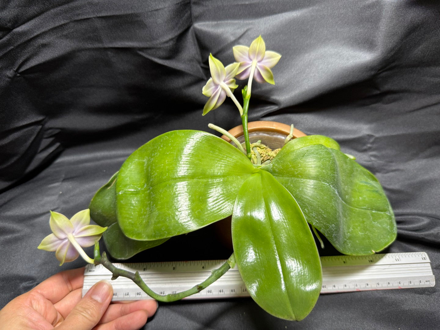 22FY Phalaenopsis SWR GV Bell x Sapphire's Galah 260703 Flowering