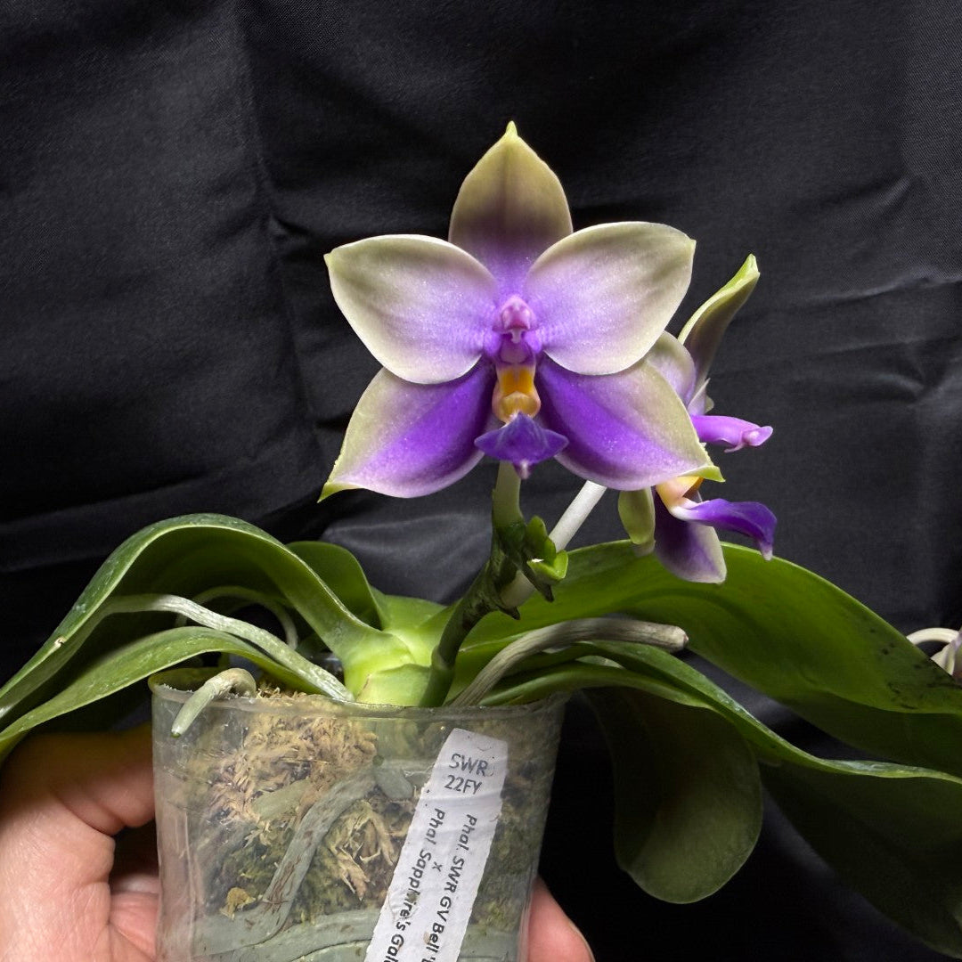 22FY Phalaenopsis SWR GV Bell x Sapphire's Galah 260703 Flowering