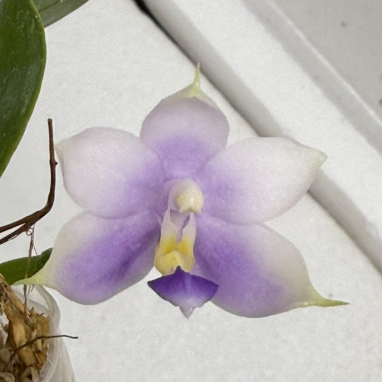 Phalaenopsisl (SWR GV x SWR Baby Gem) - Seed Grown