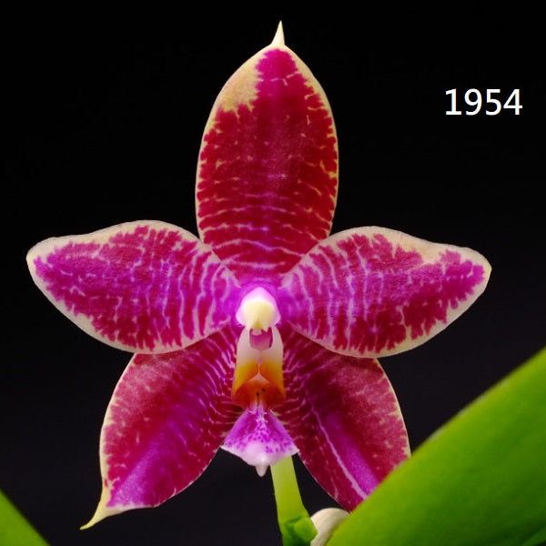 Phalaenopsis (Mituo Princess X Lioulin Blue Parrot 'Freya') 1954 Flowering