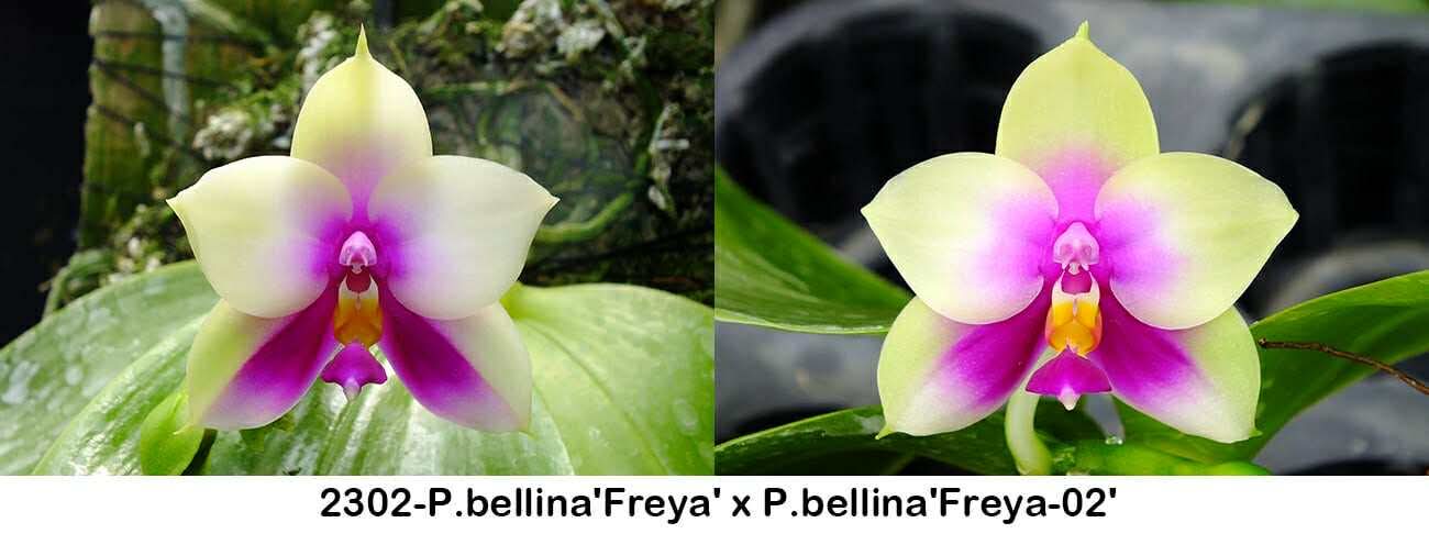 Phalaenopsis bellina 'Freya' x bellina 'Freya-02'