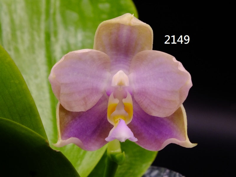 Phalaenopsis Freya's Blue Velvet 2149 Flowering 251227