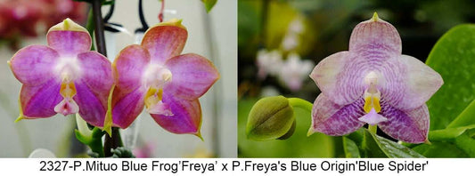 Phalaenopsis Mituo Blue Frog x Freya's Blue Origin