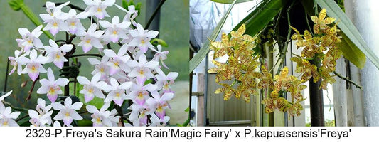 Phalaenopsis Freya's Sakura x P. kapuasensis