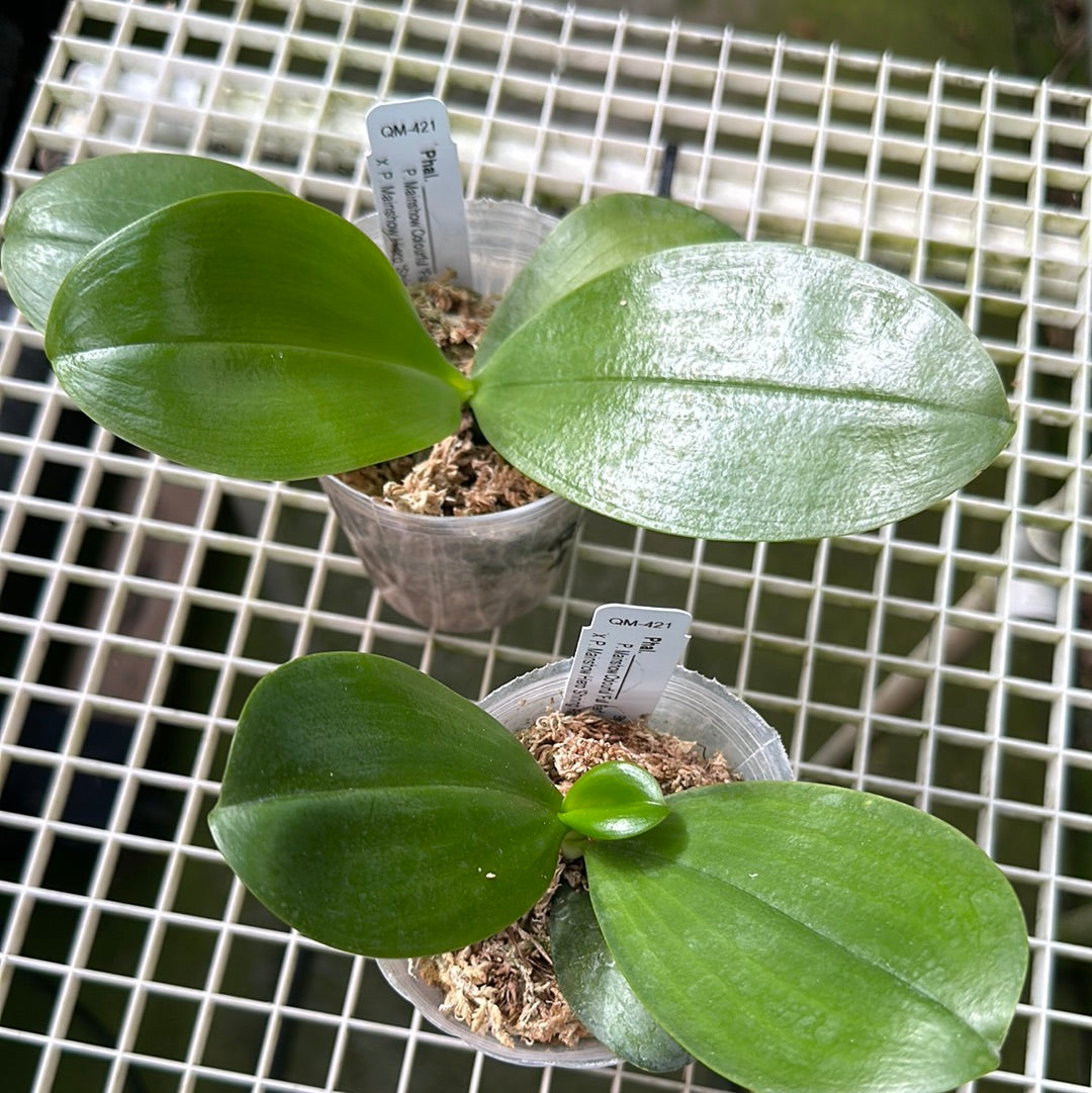 Phalaenopsis (Mainshow Colourful X P. Mainshow Hiero) Seedlings
