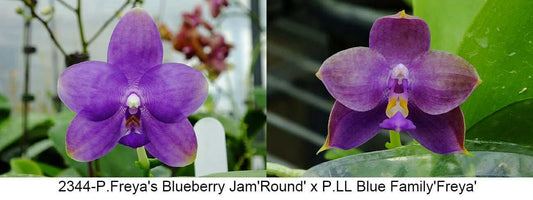 Phalaenopsis Freya's Blueberry Jam x LL Blue Family