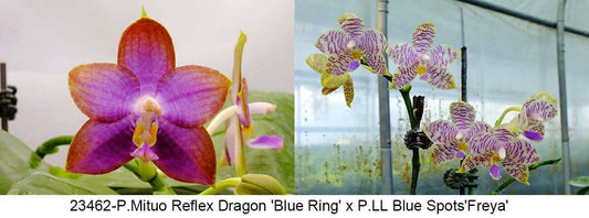 Phalaenopsis Mituo Reflex Dragon x LL Blue Spots
