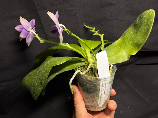 Phalaenopsis SWR GV x Germaine Vincent 'Blue  Mountain' - Seed Grown 260708 Flowering 3 spikes