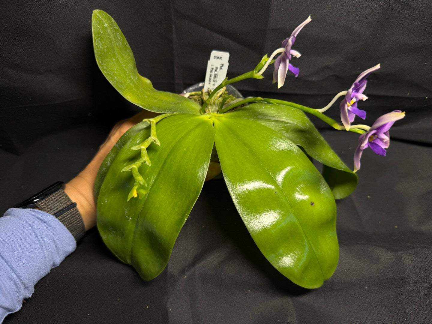 Phalaenopsis SWR GV x Germaine Vincent 'Blue  Mountain' - Seed Grown 260708 Flowering 3 spikes