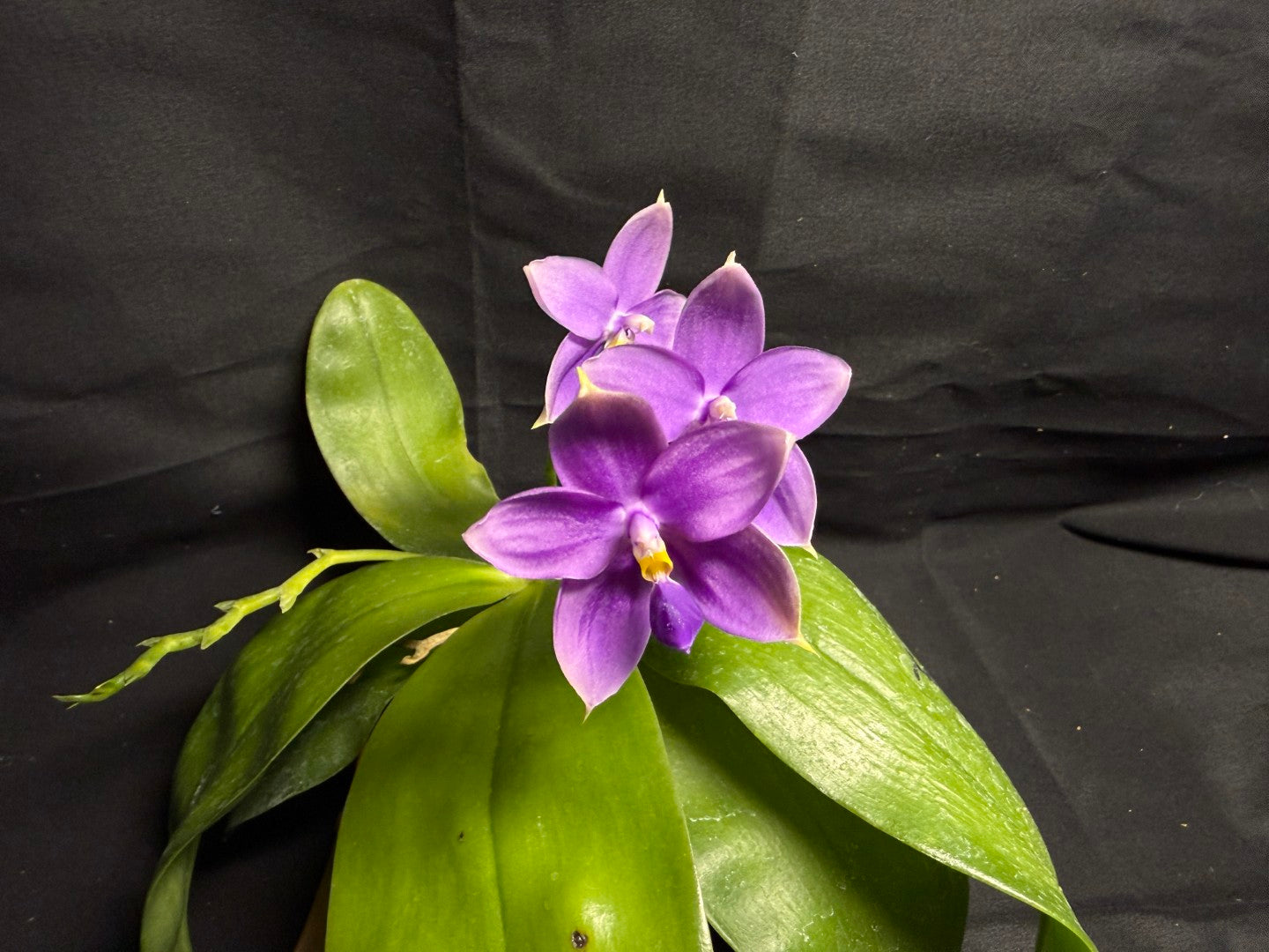 Phalaenopsis SWR GV x Germaine Vincent 'Blue  Mountain' - Seed Grown 260708 Flowering 3 spikes