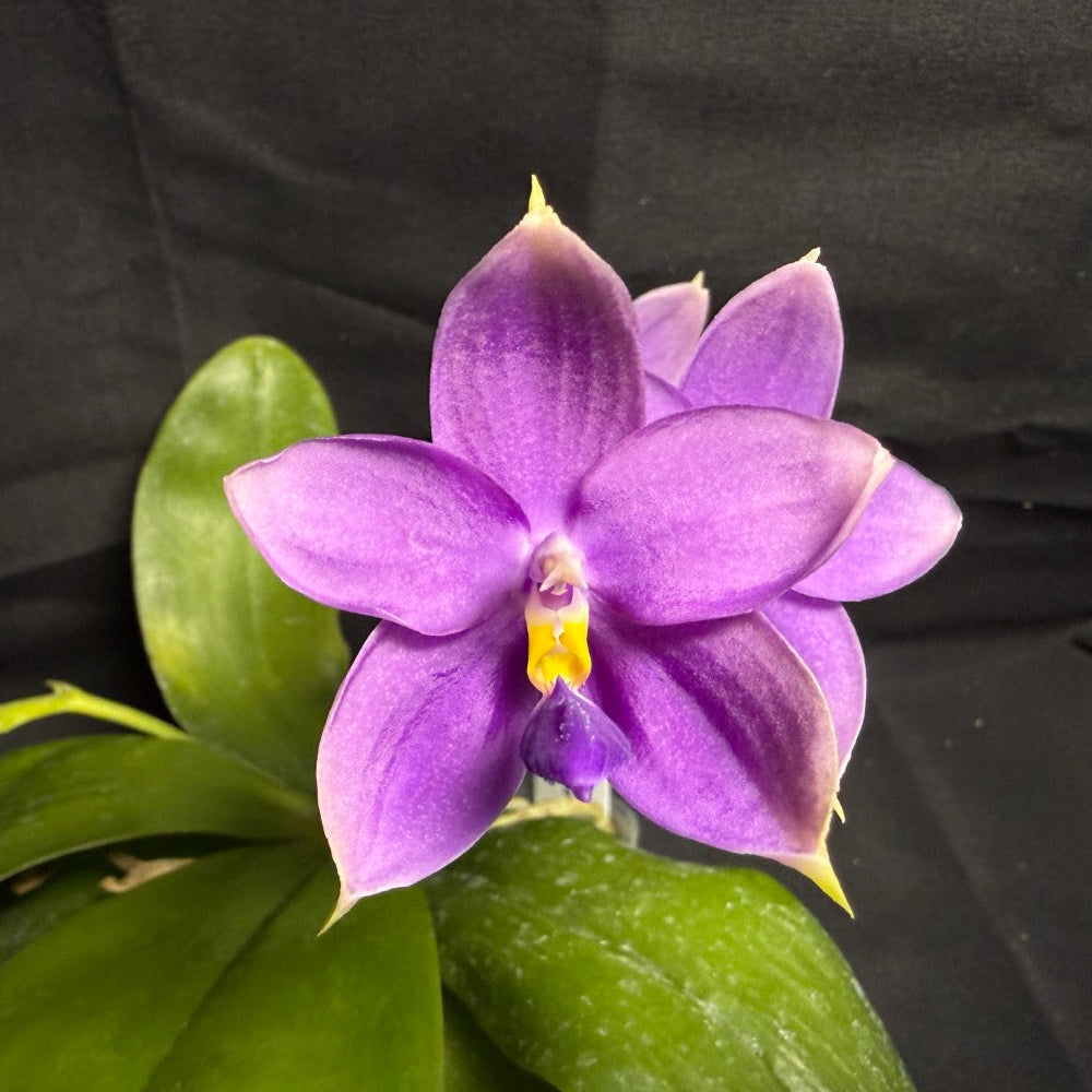 Phalaenopsis SWR GV x Germaine Vincent 'Blue  Mountain' - Seed Grown 260708 Flowering 3 spikes