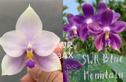 Phalaenopsis SWR GV 'M625' x  Germaine Vincent 'Blue  Mountain' - Seed Grown