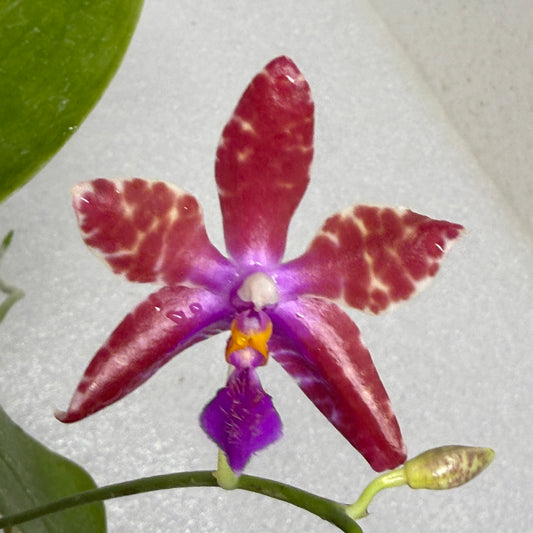 Phalaenopsis (mariae x Fintje Kunriawati) - Seed Grown