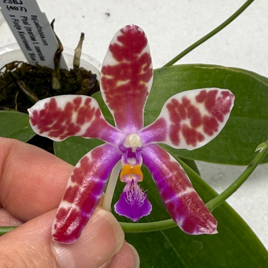 Phalaenopsis (mariae x Fintje Kunriawati) 23BJ-250901 Flowering Seed Grown