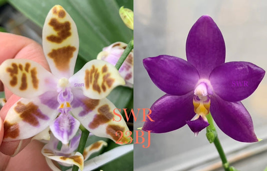 Phalaenopsis (mariae x Fintje Kunriawati) - Seed Grown