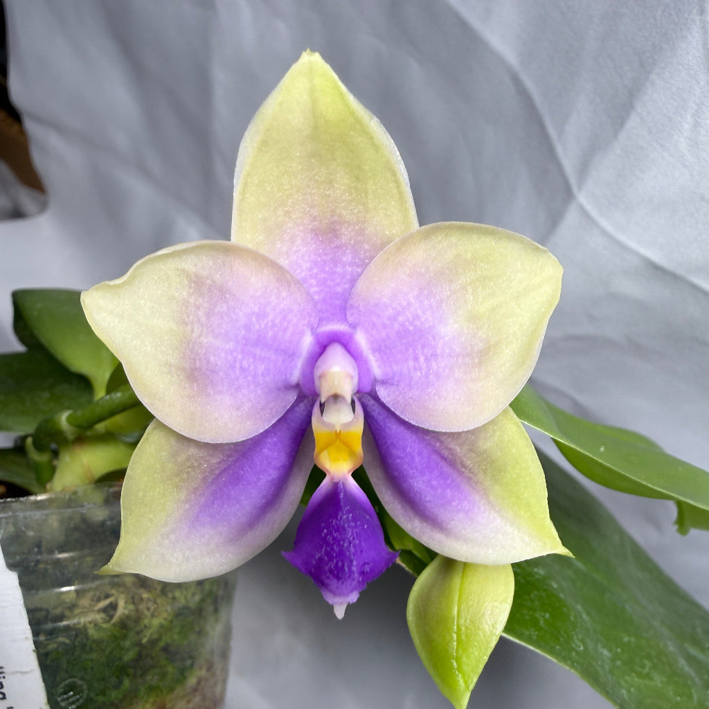 Phalaenopsis SWR GV Bell - Seed Grown 260407 Flowering
