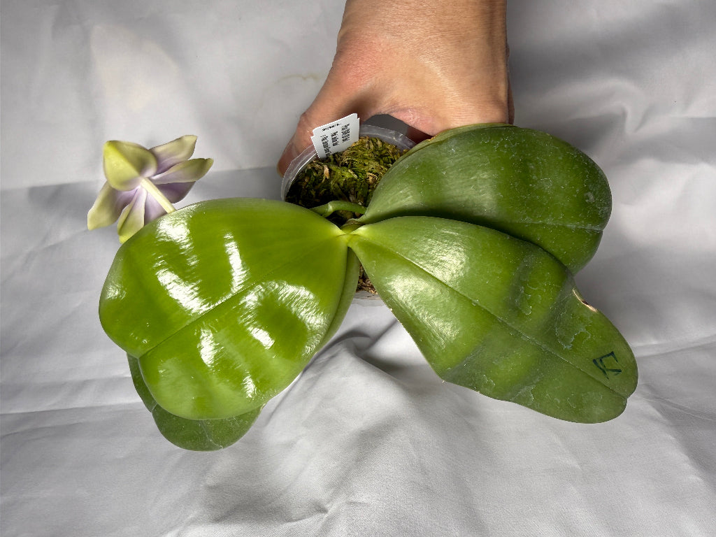 Phalaenopsis SWR GV Bell - Seed Grown 260407 Flowering