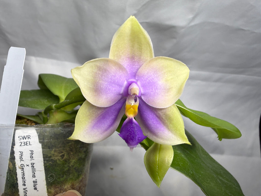Phalaenopsis SWR GV Bell - Seed Grown 260407 Flowering