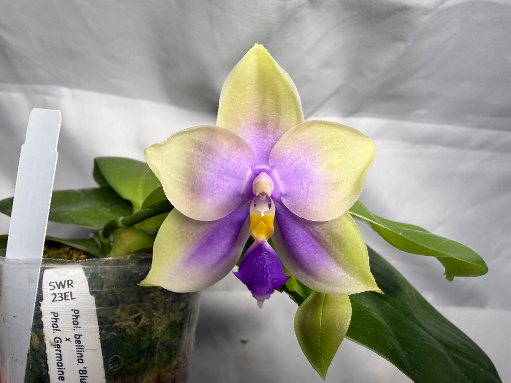 Phalaenopsis SWR GV Bell - Seed Grown 260407 Flowering
